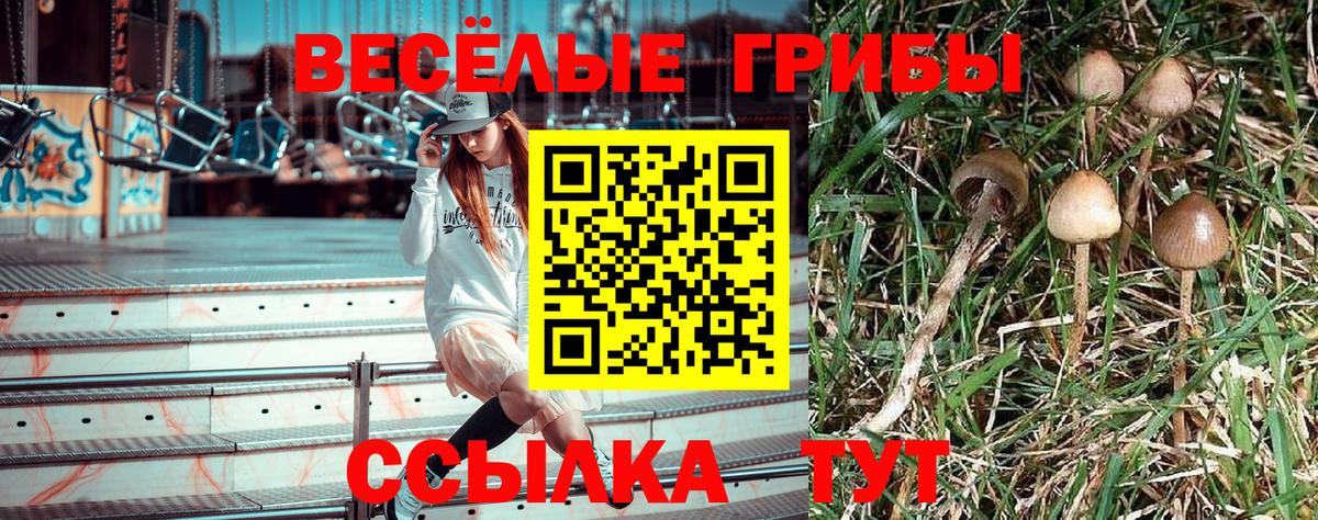 Псилоцибиновые грибы Psilocybe Карпинск